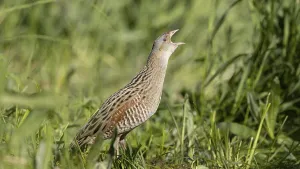 Animal Sound Recordings Drucke: Corncrake calling