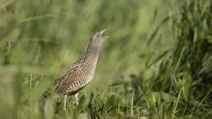 Animal Sound Recordings Drucke: Corncrake calling