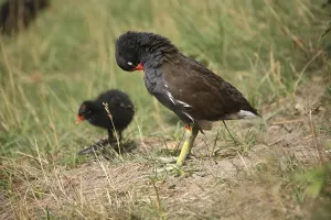 Bird Wildlife Photography Tips Drucke: The more correct name is actually