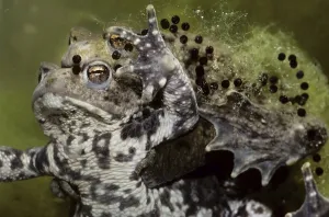 Bufo Bufo Reproduction Drucke: Couple of Common toads, European toads (Bufo bufo) mating and string of toadspawn
