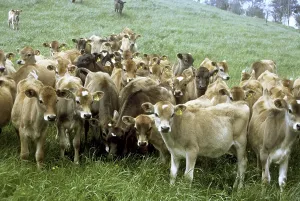 Cattle Breeds Drucke: Cows