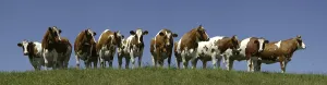 Northern Germany Panorama Drucke: Cows