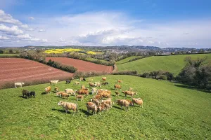 Top Down View Of Farm Land Drucke: Cows on Devon Fields and Meadows from a drone