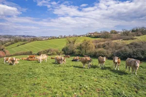 England Drone Image Gallery Drucke: Cows on Devon Fields and Meadows from a drone