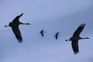 Wildlife Photography Cranes Drucke: Cranes, flight pattern