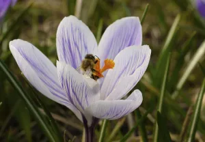 Pastel Colored Flowers Drucke: Crocus