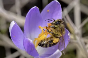 Western Honeybee Nesting Aid Drucke: Crocus with bee