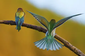 Wild Animal Protection Drucke: Crowd (Merops apiaster)