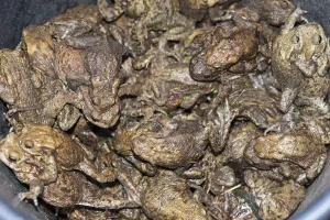 Toad Migration Drucke: Crowded Common toads (Bufo Bufo)
