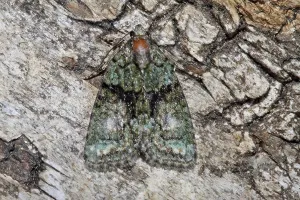 Moth Species Drucke: Cryphia algae (Cryphia algae)