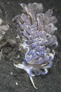 Lembeh Strait Wildlife Drucke: Cryptic Phyllodesmium (Phyllodesmium crypticum)