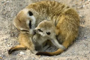 Feliformia Predator Species Drucke: Cuddle