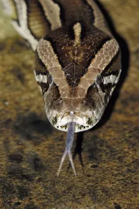 Gerahmter Druck : Indischer Dunkelpython (Python molurus bivittatus) Gerahmter Druck : Indischer Dunkelpython (Python molurus bivittatus)