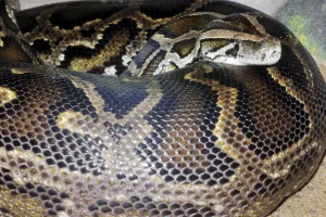 Gerahmter Druck : Indischer Dunkelpython (Python molurus bivittatus) Gerahmter Druck : Indischer Dunkelpython (Python molurus bivittatus)