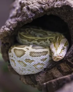 Constrictor Snake Species Drucke: Dark tiger python (Python bivittatus)
