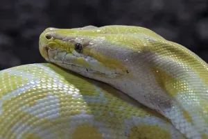 Dark Background Animal Photography Drucke: Dark Tiger Python (Python molurus bivittatus)