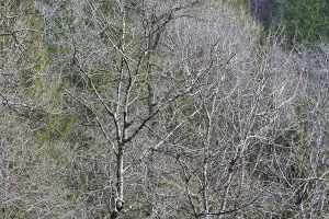 Deserted Woods Drucke: Deciduous forest in the spring