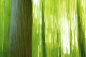 Springtime Nature Photography Europe Drucke: Deciduous forest in spring abstract