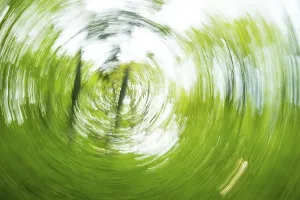 Pedunculate Oak Tree Image Drucke: Deciduous forest in spring abstract