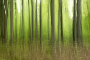 Deciduous Trees In Spring Drucke: Deciduous forest in spring abstract