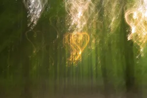 Deciduous Tree Symbolism Drucke: Deciduous forest in spring abstract