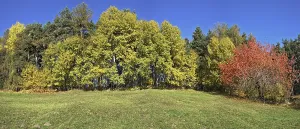 Bare Deciduous Trees Drucke: Deciduous trees