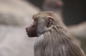 Hamadryas Baboon Drucke: Deepened