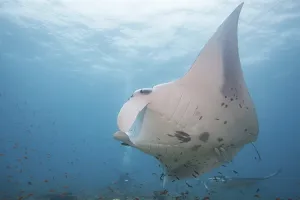 Threatened Species Photos Drucke: Devil ray (Mobula mobular)