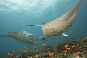 Threatened Species List Drucke: Devil ray (Mobula mobular)