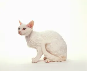 White Devon Rex Cat Drucke: Devon Rex, white, lateral
