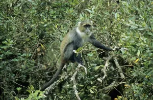 Primate Wildlife Photos Drucke: Diademed monkey (Cercopithecus sp.)