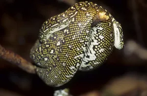 Wildlife Reptile Photography Drucke: Diamond python (Morelia spilotes spilotes)