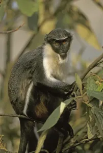Empty Nature Landscape Drucke: Diana Monkey (Cercopithecus diana)