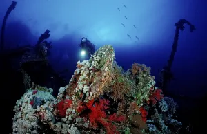Underwater World Discovery Drucke: Diver on the Numibia shipwreck