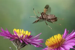 Detailed Macro Shots Drucke: Dock bug (Coreus marginatus)