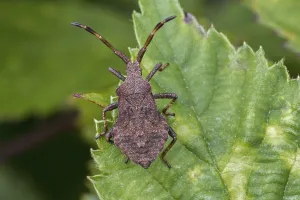 Coreus Marginatus Drucke: Dock bug (Coreus marginatus) older nymph with distinct abdominal scent glands and visible wingbuds (developing wings)