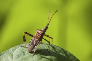 Coreus Marginatus Drucke: Dock Bug (Coreus marginatus), on a leaf