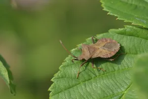 Coreus Marginatus Drucke: Dock bug (Coreus marginatus) on a leaf