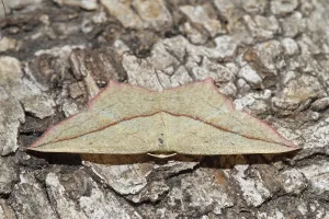 Deserted Tree Bark Drucke: Dock moth (Timandra comae)