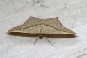 Natural Environment Moths Drucke: Dock moth (Timandra comae)