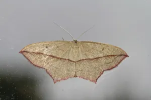 Natural Environment Insects Photos Drucke: Dock moth (Timandra comae)