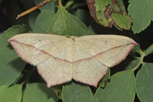 Moth Species Identification Drucke: Dock moth (Timandra comae)