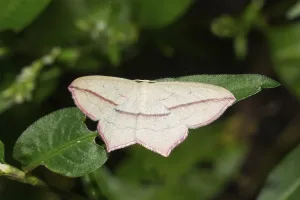 Lepidopteran Insect Habitat Drucke: Dock moth (Timandra comae)