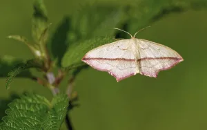 Uninhabited Wildlife Scene Drucke: Dock moth (Timandra comae)