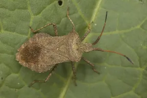 Coreus Marginatus Drucke: Dock Shieldbug (Coreus marginatus)