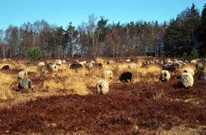 Productive Farm Animals Drucke: Domestic sheep