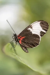 Central Europe Wild Animals Images Drucke: Doris Longwing (Laparus doris), captive, Munich