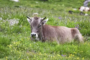 Livestock Farming In The Alps Drucke: Dozing