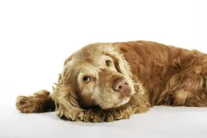 Mammal In Nature Drucke: Dozing Cocker Spaniel
