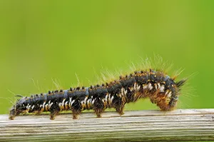 No People River Scene Drucke: Drinker Moth (Euthrix potatoria)